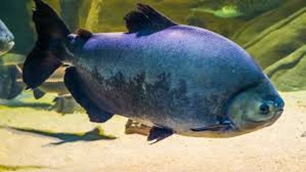 Influência da suplementação com selênio nas respostas...