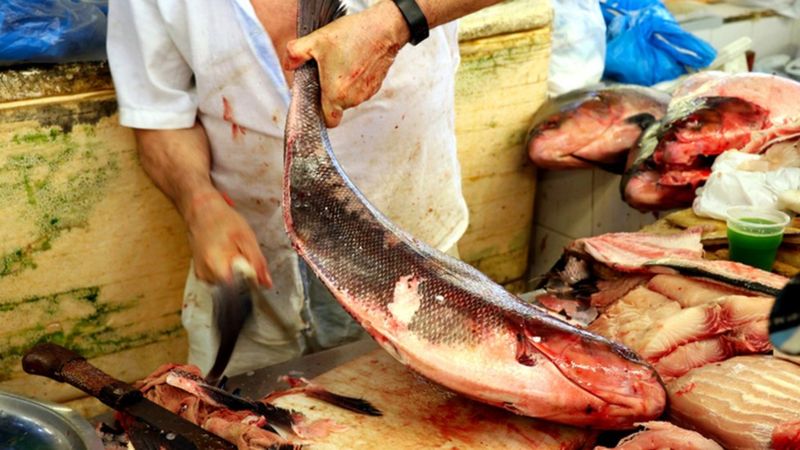 Como aumento da temperatura pode matar peixes e causar fome na Amazônia
