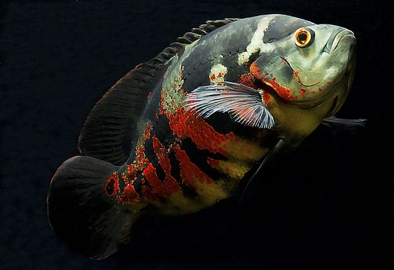 Avaliação in vitro do efeito da hipóxia e reoxigenação sobre a fisiologia mitocondrial do Astronotus ocellatus adulto.
