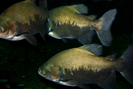 Mais ou menos estressado? Como o tambaqui (Colossoma macropomum) reage à exposição a diferentes espectros de luz?